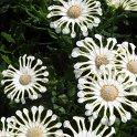 Osteospermum x 'Nasinga'